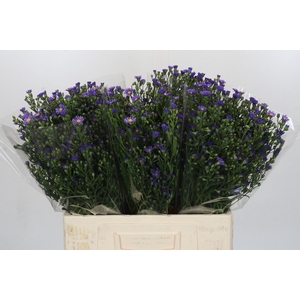 Aster Casamare