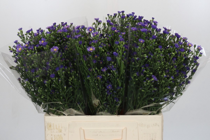 <h4>Aster Casamare</h4>