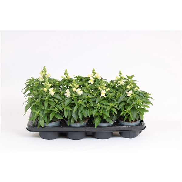 <h4>Antirrhinum Majus wit</h4>