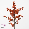 ILEX VERT. 'MAGICAL TIMES'   ...BES