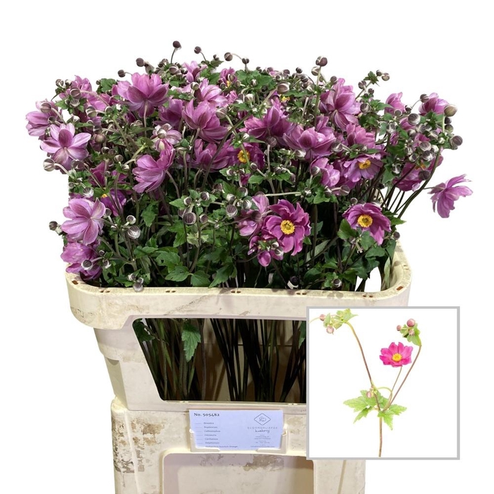 <h4>Anemone Ov Pink 80cm</h4>