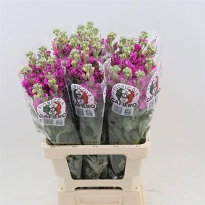 MATTH IRON ROSE PINK