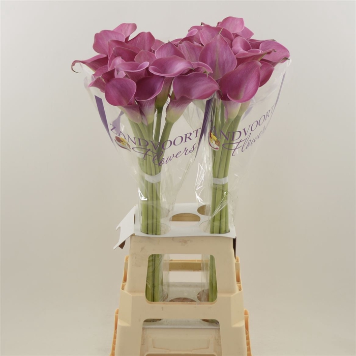 <h4>Calla Fantasia | Extra Large Flowers</h4>