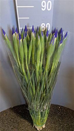 <h4>Iris Bleu Blu</h4>