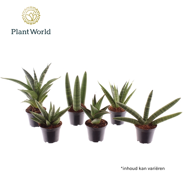 <h4>Sansevieria luxe mix</h4>