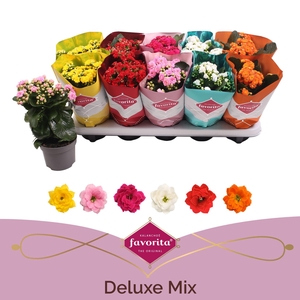 Kalanchoe Double Deluxe Mix stadium 2