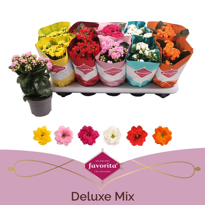 <h4>Kalanchoe Double Deluxe Mix stadium 2</h4>