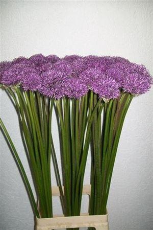 <h4>Allium Gladiator</h4>