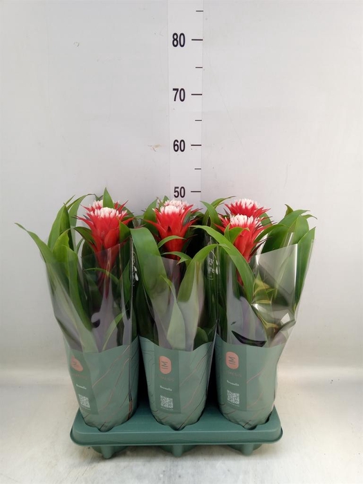 <h4>Guzmania  'Hope'</h4>