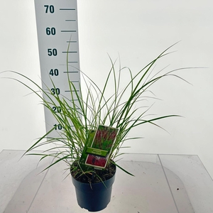 Miscanthus Red Chief