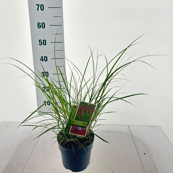 <h4>Miscanthus Red Chief</h4>