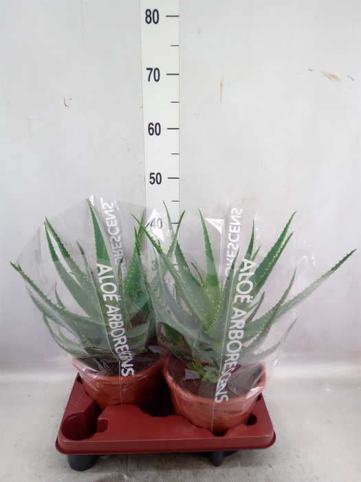 Aloe arborescens