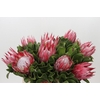 Protea Cynaroides Claire