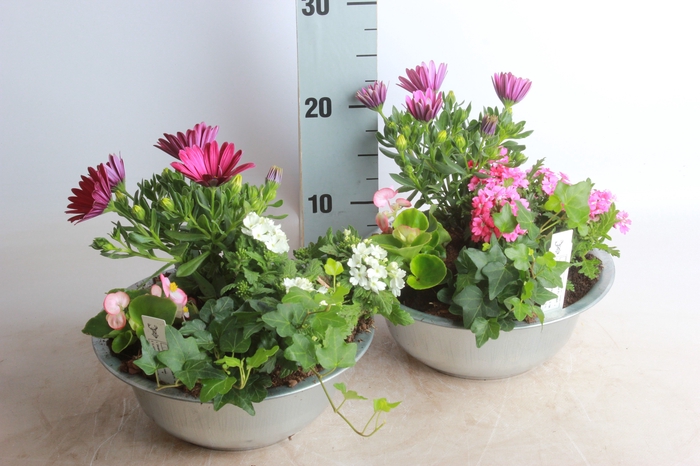 <h4>ARR TUINPLANTEN</h4>