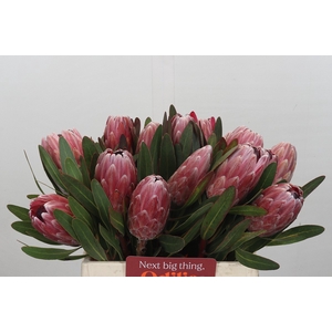 Protea Pink Ice