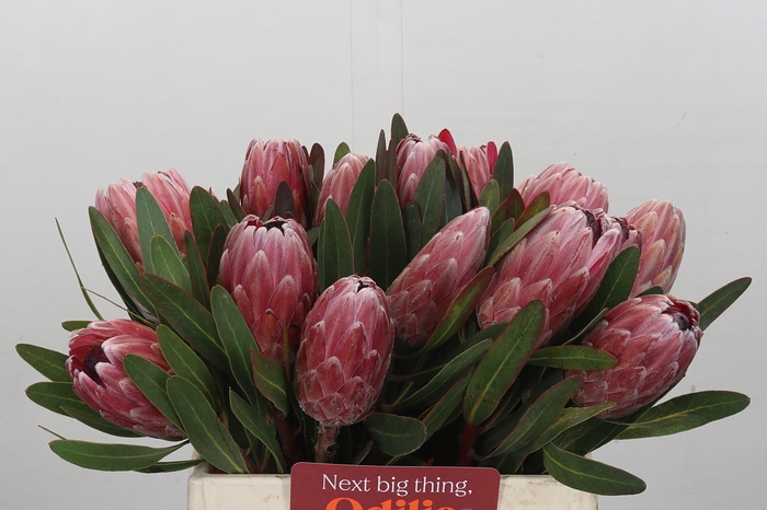 <h4>Protea Pink Ice</h4>