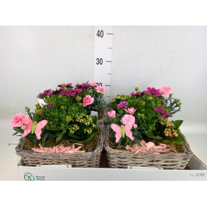 Arr.   Tuinplanten L%