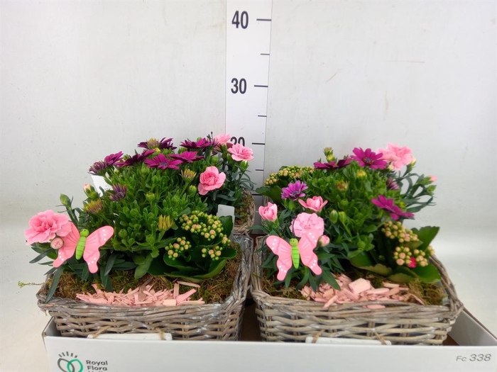 <h4>Arr.   Tuinplanten L%</h4>