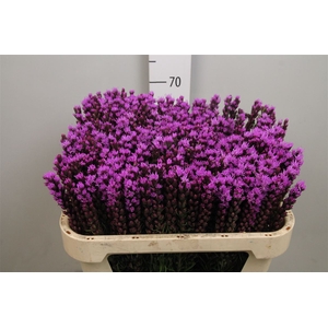 Liatris Spicata