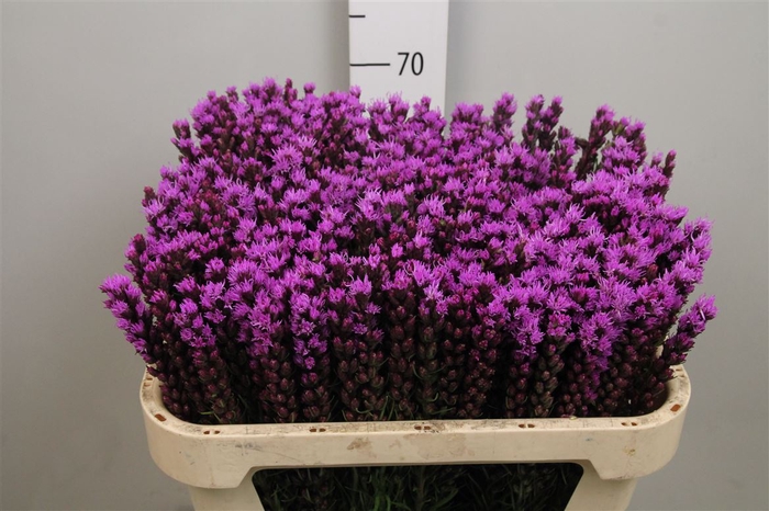 <h4>Liatris Spicata</h4>