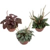 PEPEROMIA MINI C13 VARIADO
