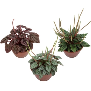 PEPEROMIA MINI C13 VARIADO
