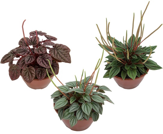 <h4>PEPEROMIA MINI C13 VARIADO</h4>