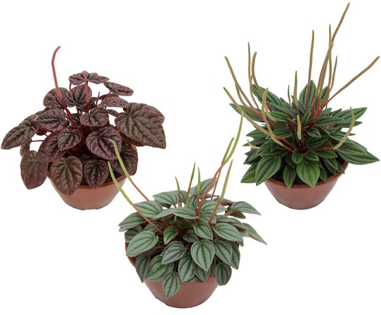 PEPEROMIA MINI C13 VARIADO