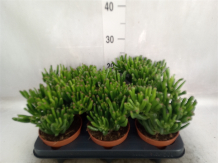 <h4>Crassula ovata 'Hobbit'</h4>