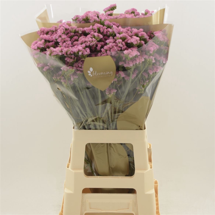 <h4>Limonium sinuatum 'Lucia Pink'</h4>