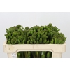 Kaaps Groen Albigreen