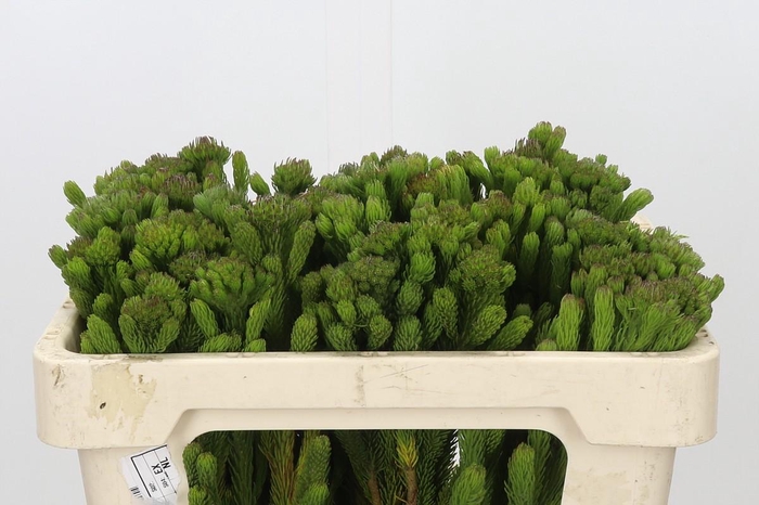 <h4>Kaaps Groen Albigreen</h4>