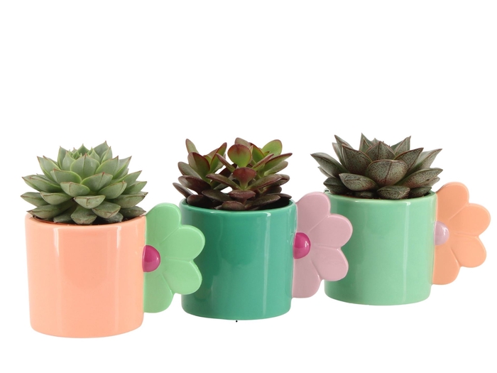 Arr.   Planten L%
