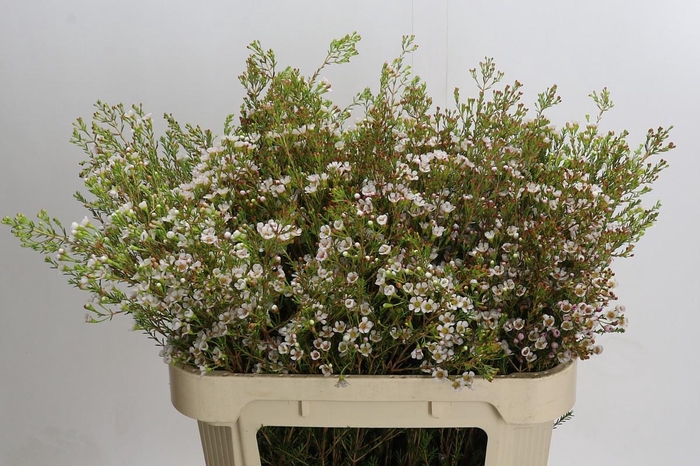 <h4>Chamelaucium Morning Delight</h4>