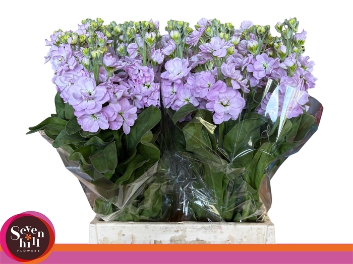 <h4>MATTH FIGARO L ROSE</h4>