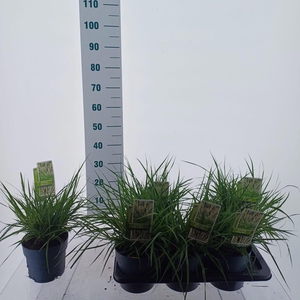 Pennisetum orientale