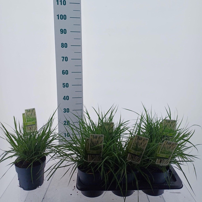 <h4>Pennisetum orientale</h4>