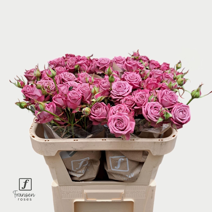 <h4>R TR Purple Queen 70cm</h4>