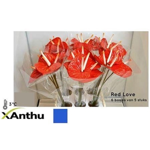 Anth A Red Love Water