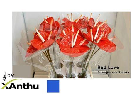 <h4>Anth A Red Love Water</h4>