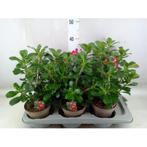 Adenium obesum 'Anouk'