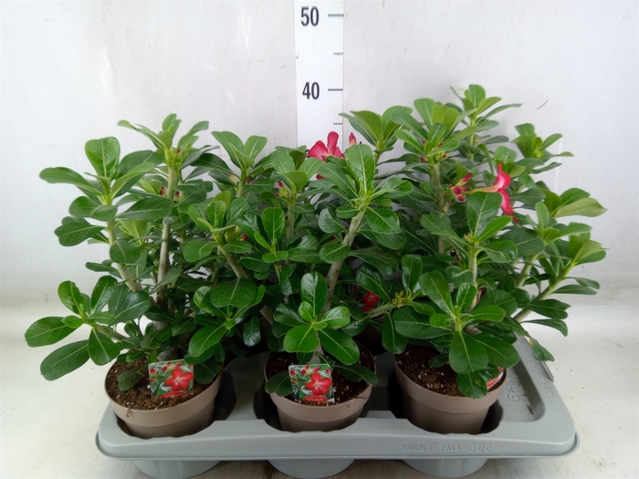 <h4>Adenium obesum 'Anouk'</h4>
