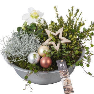 Arr.   Tuinplanten H%