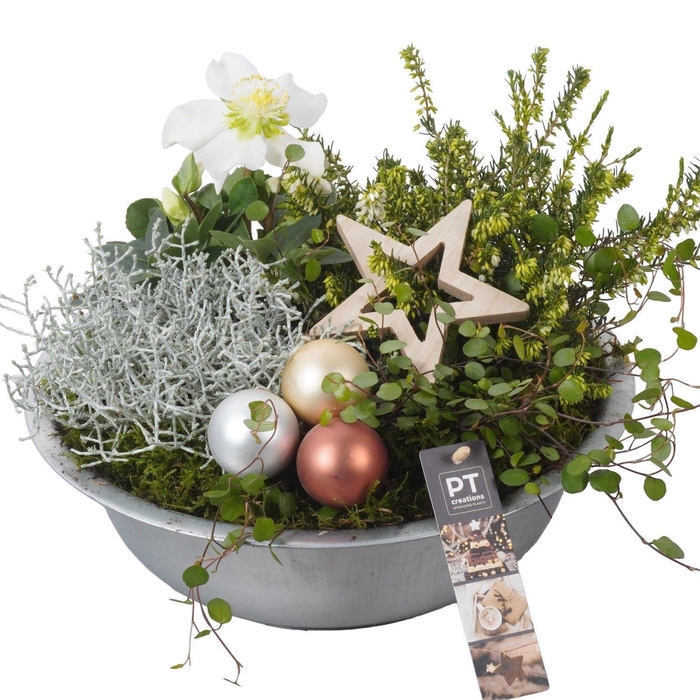 <h4>Arr.   Tuinplanten H%</h4>