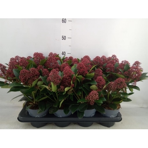 Skimmia jap. 'Rubella'