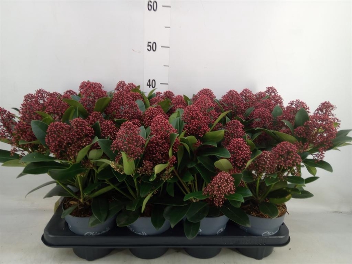 <h4>Skimmia jap. 'Rubella'</h4>