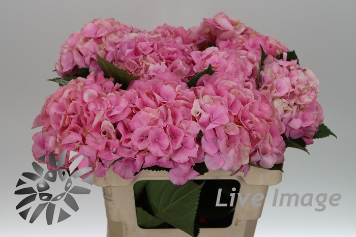 <h4>Hydrangea royal love</h4>
