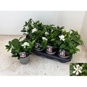 GARDENIA JASMINOIDES
