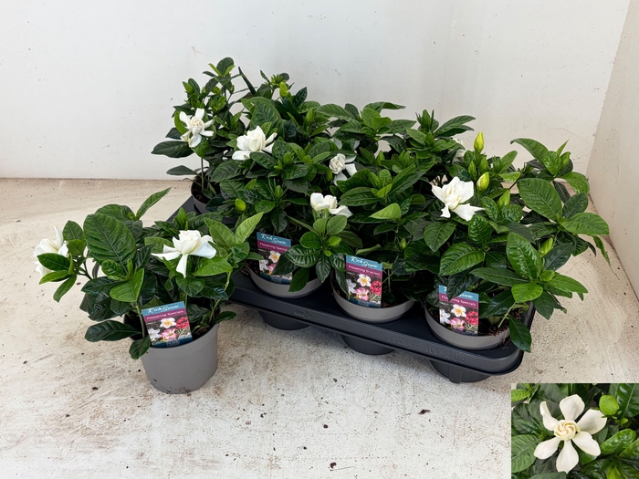 <h4>GARDENIA JASMINOIDES</h4>