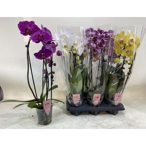 PHAL GEM